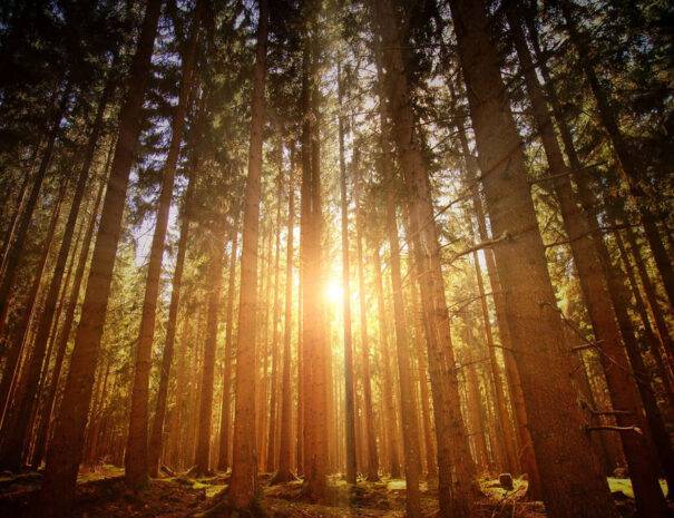 Bautiful Forest in Autumn Season and Sunlight